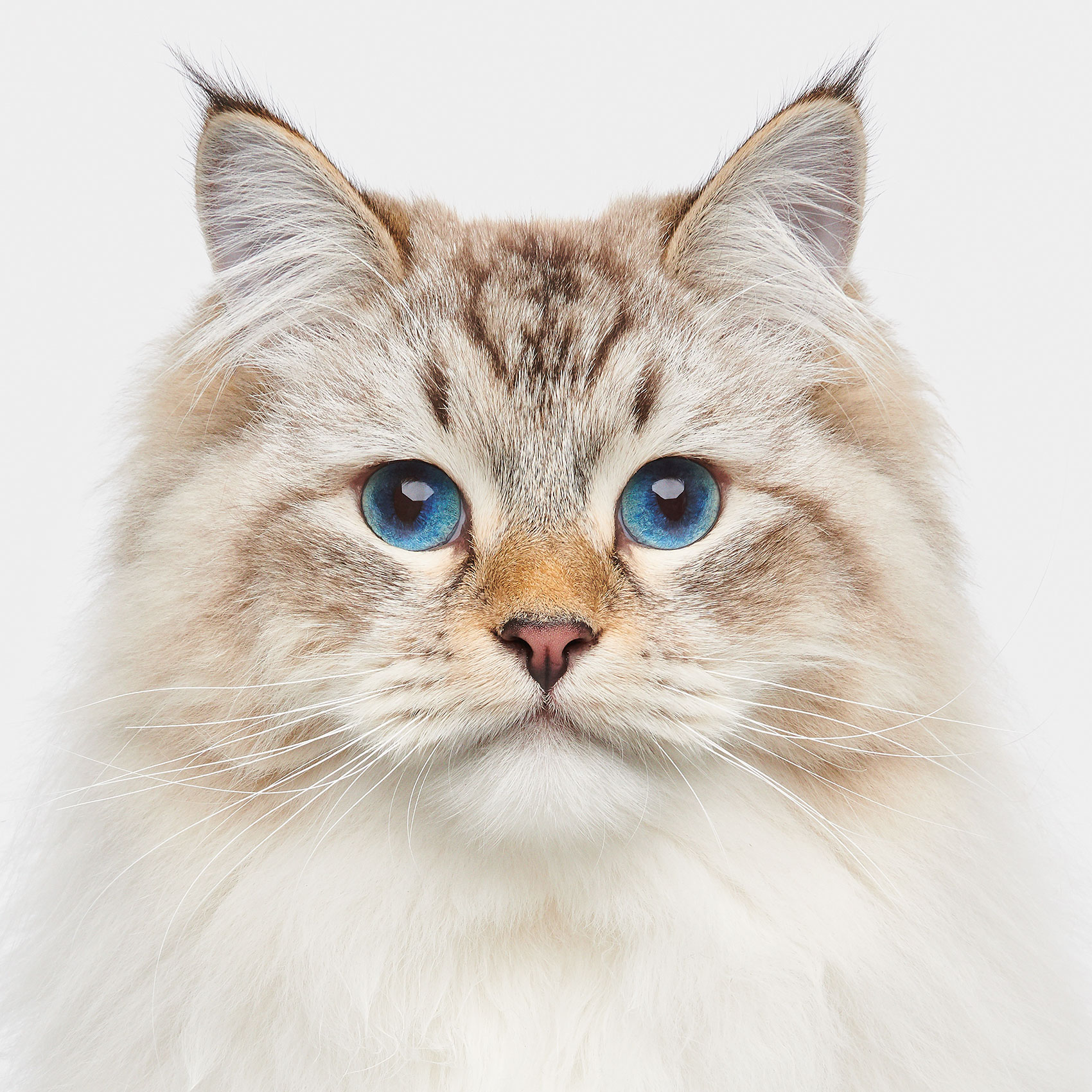 06_Squirrel_SiberianCat_01332