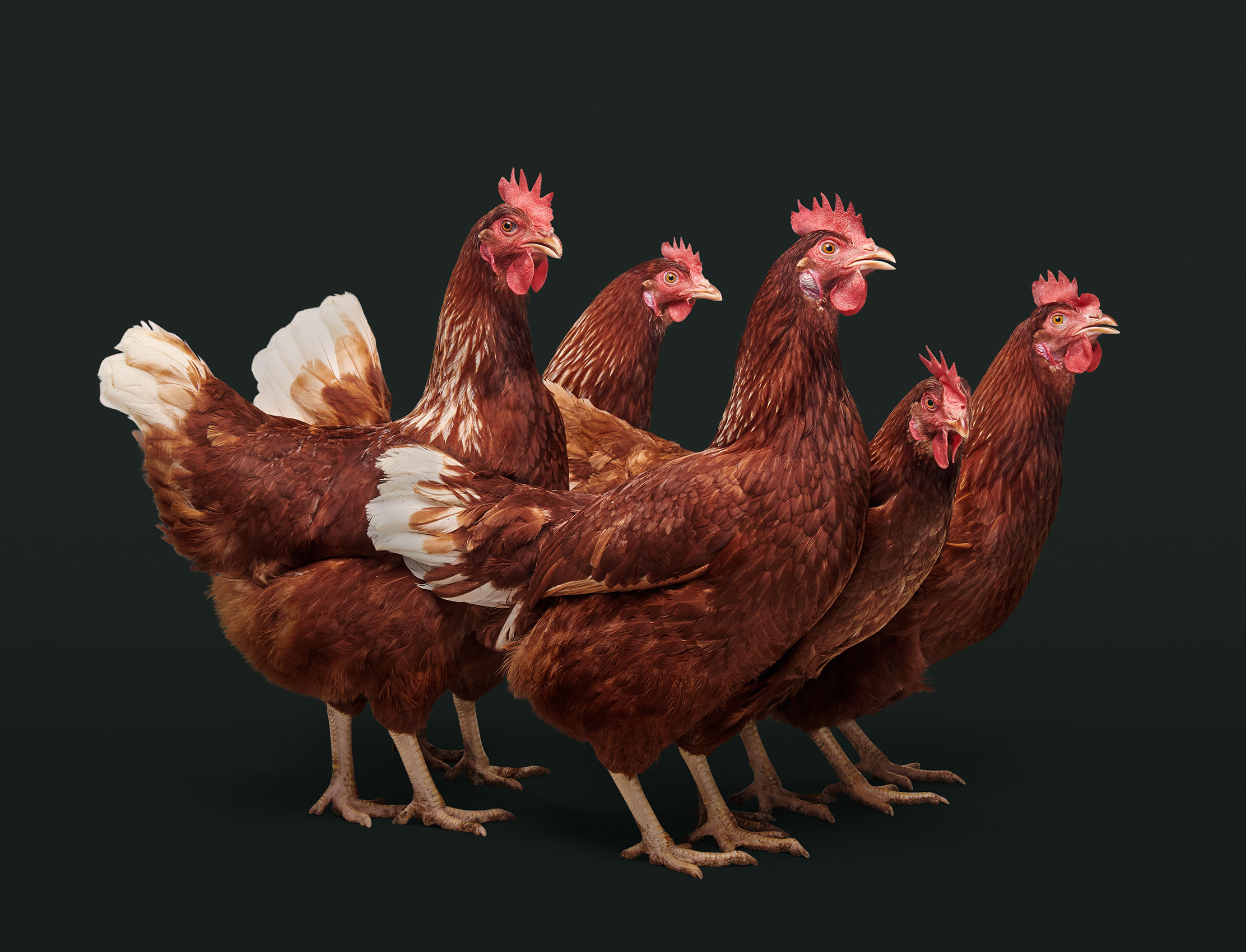 08-vitalfarms