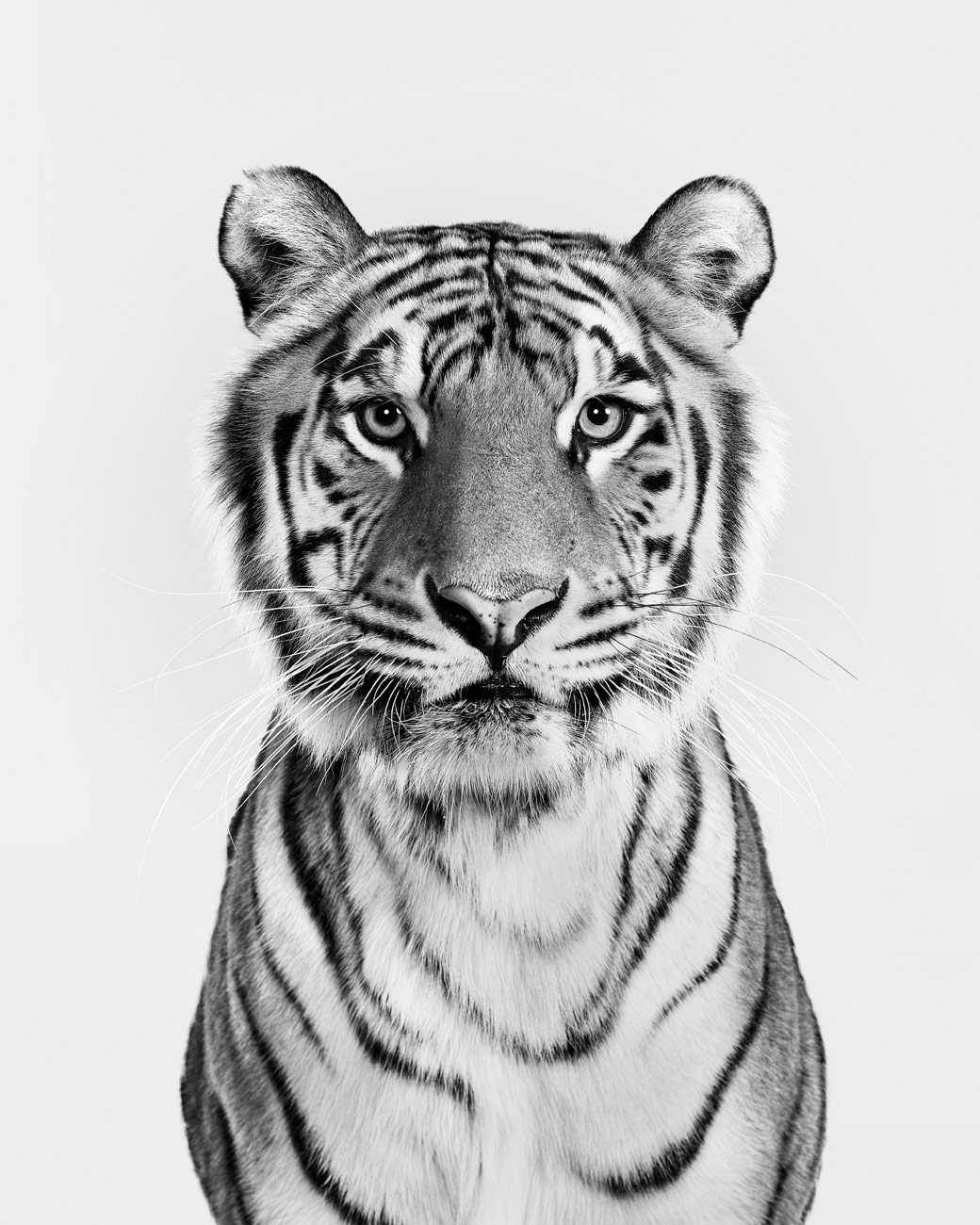Bengal_Tiger_01_BW
