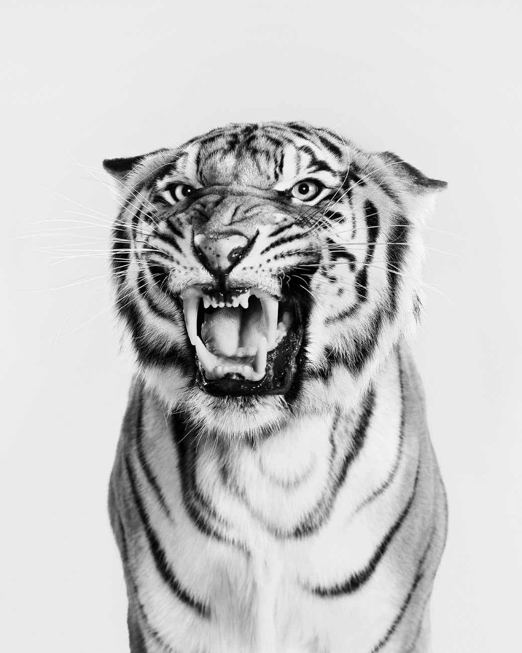 Bengal_Tiger_02_BW
