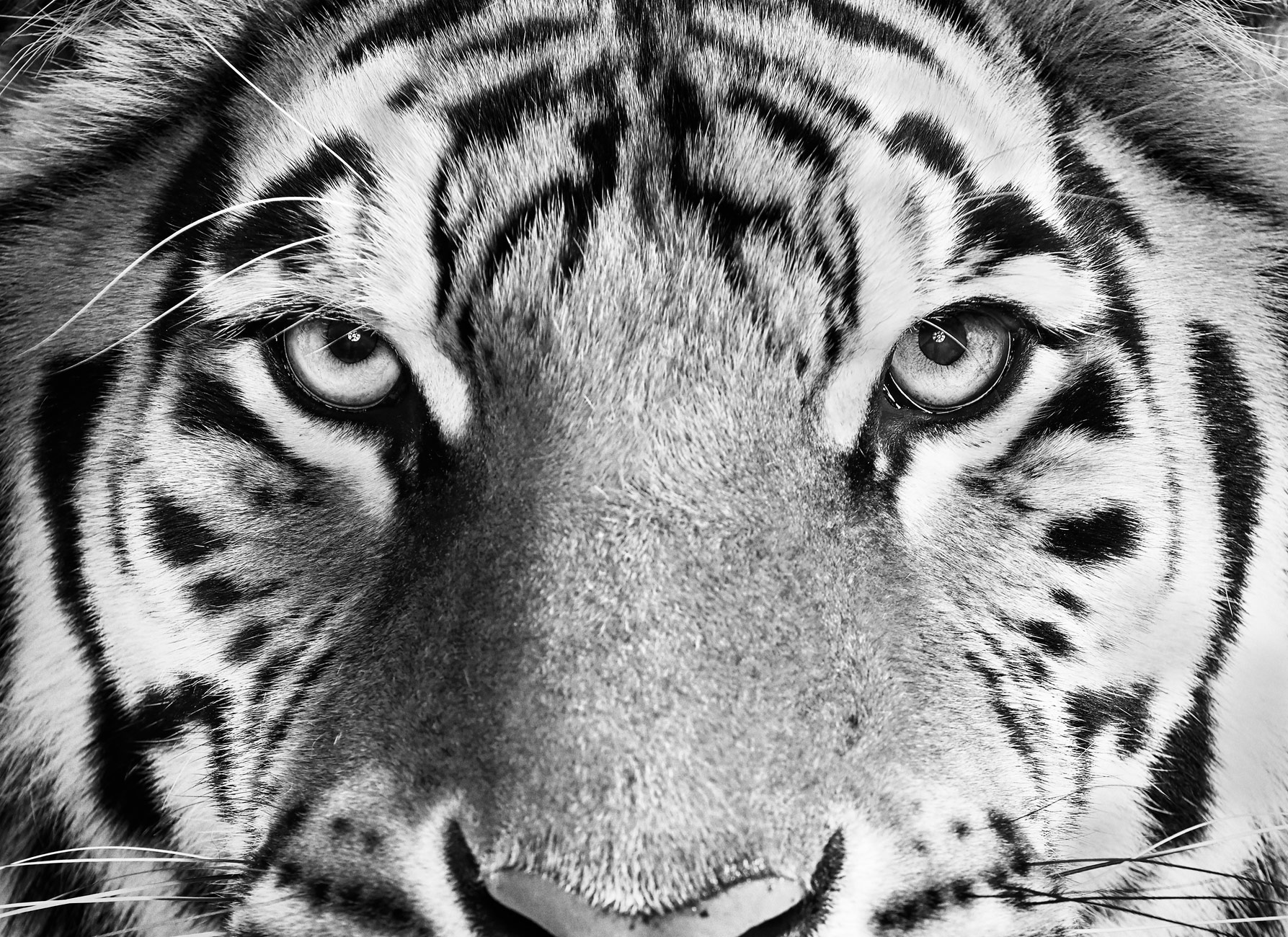 Bengal_Tiger_04_BW