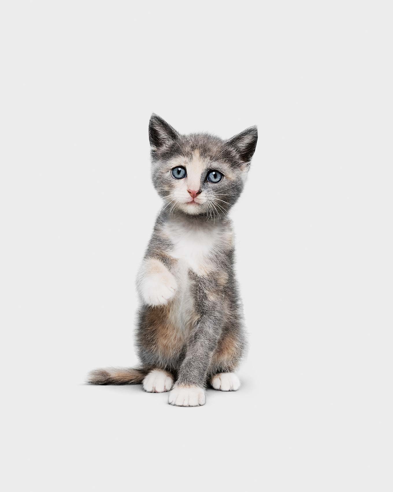 Cats-Kitten_Ford_CMYK_EXT