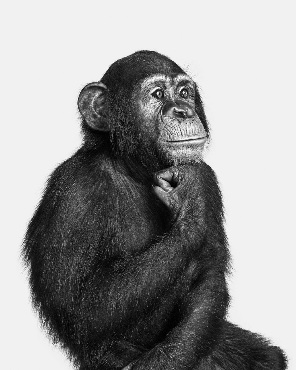 Chimp_01_BW