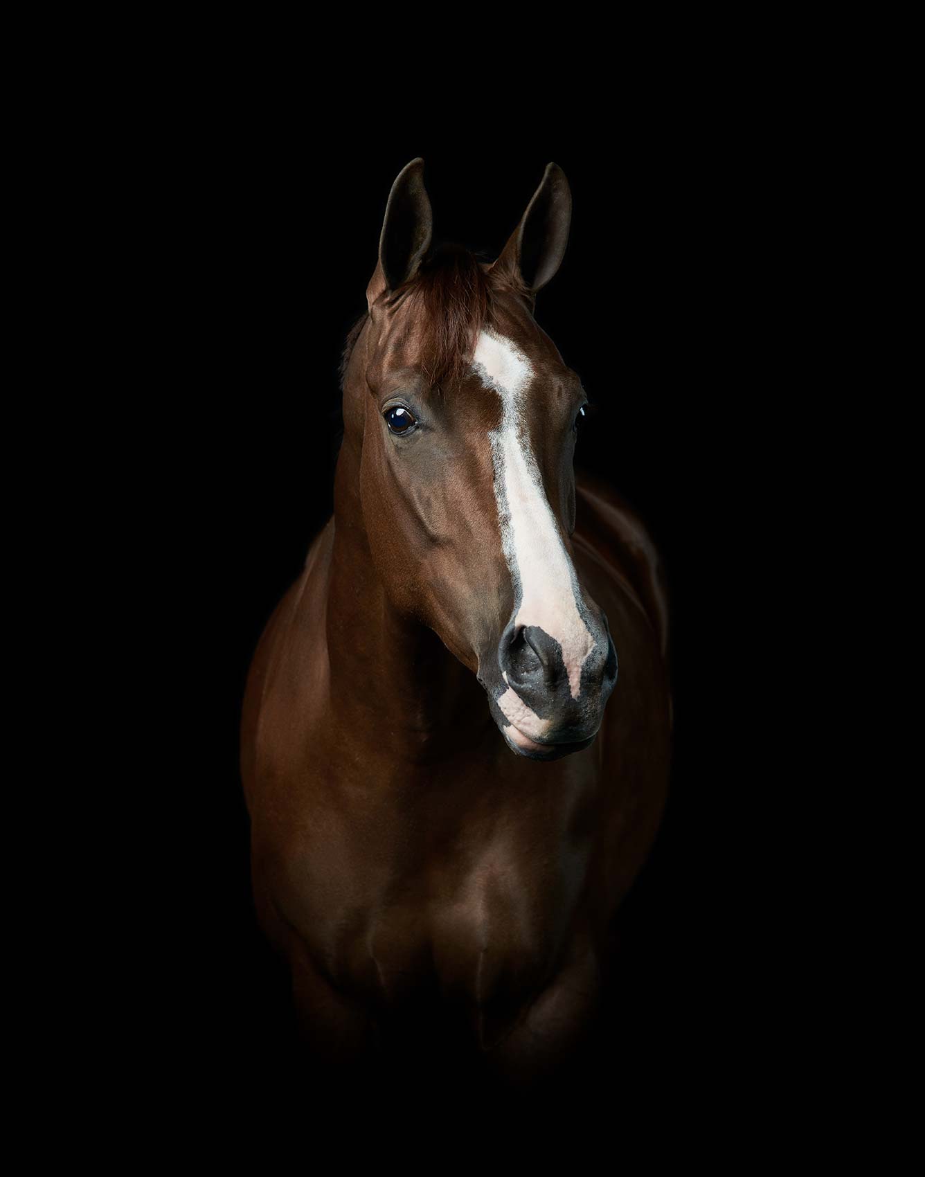 Purina-Ford-QuarterHorse2-0837-1
