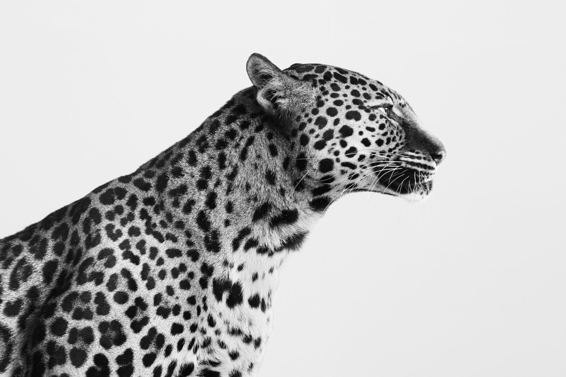 Spotted_Leopard_01_BW