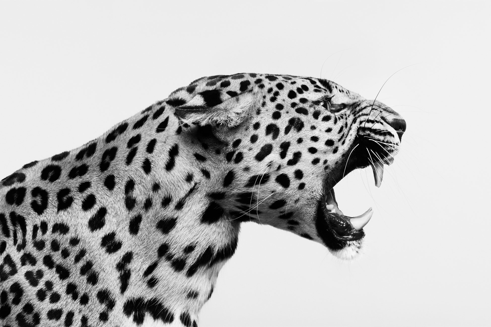 Spotted_Leopard_Snarl_01_BW