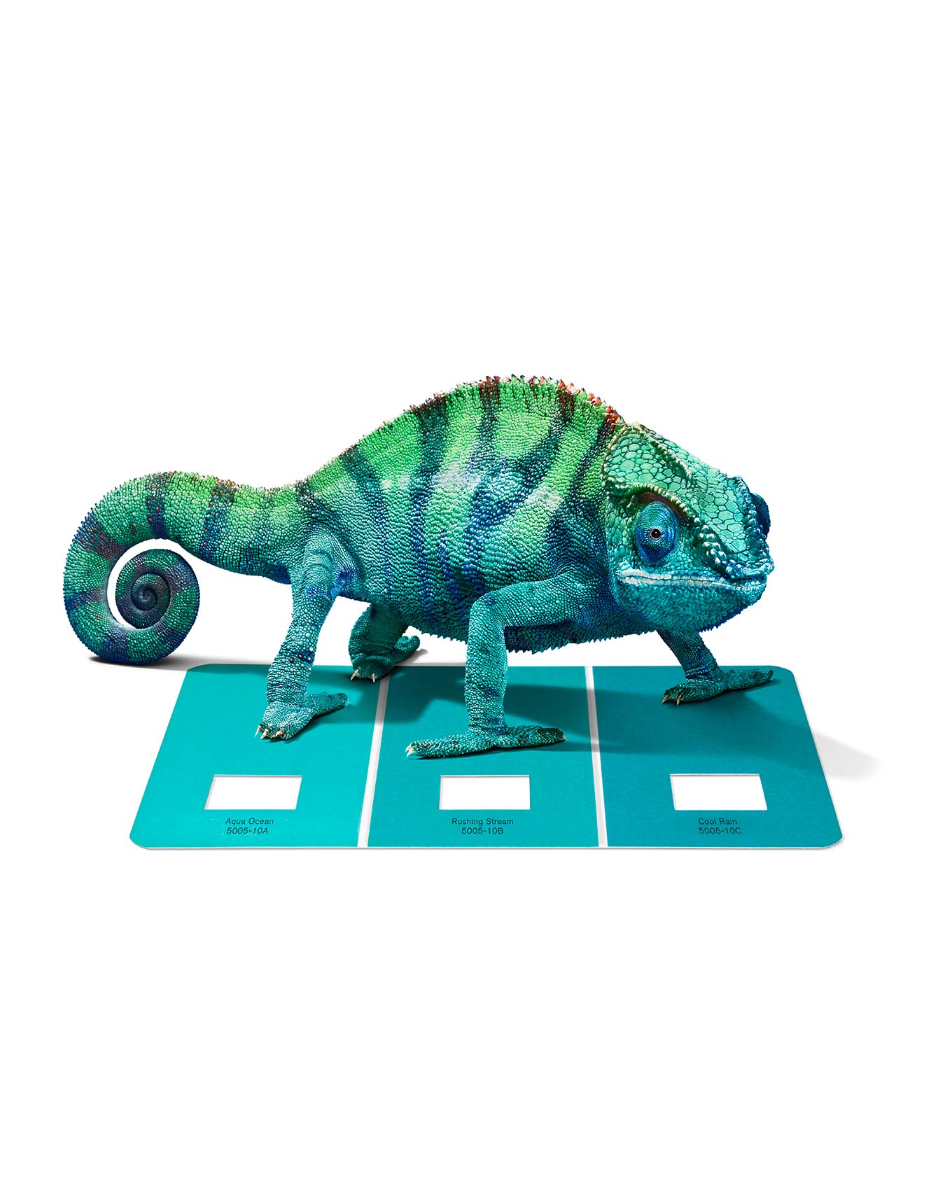 chameleons-008