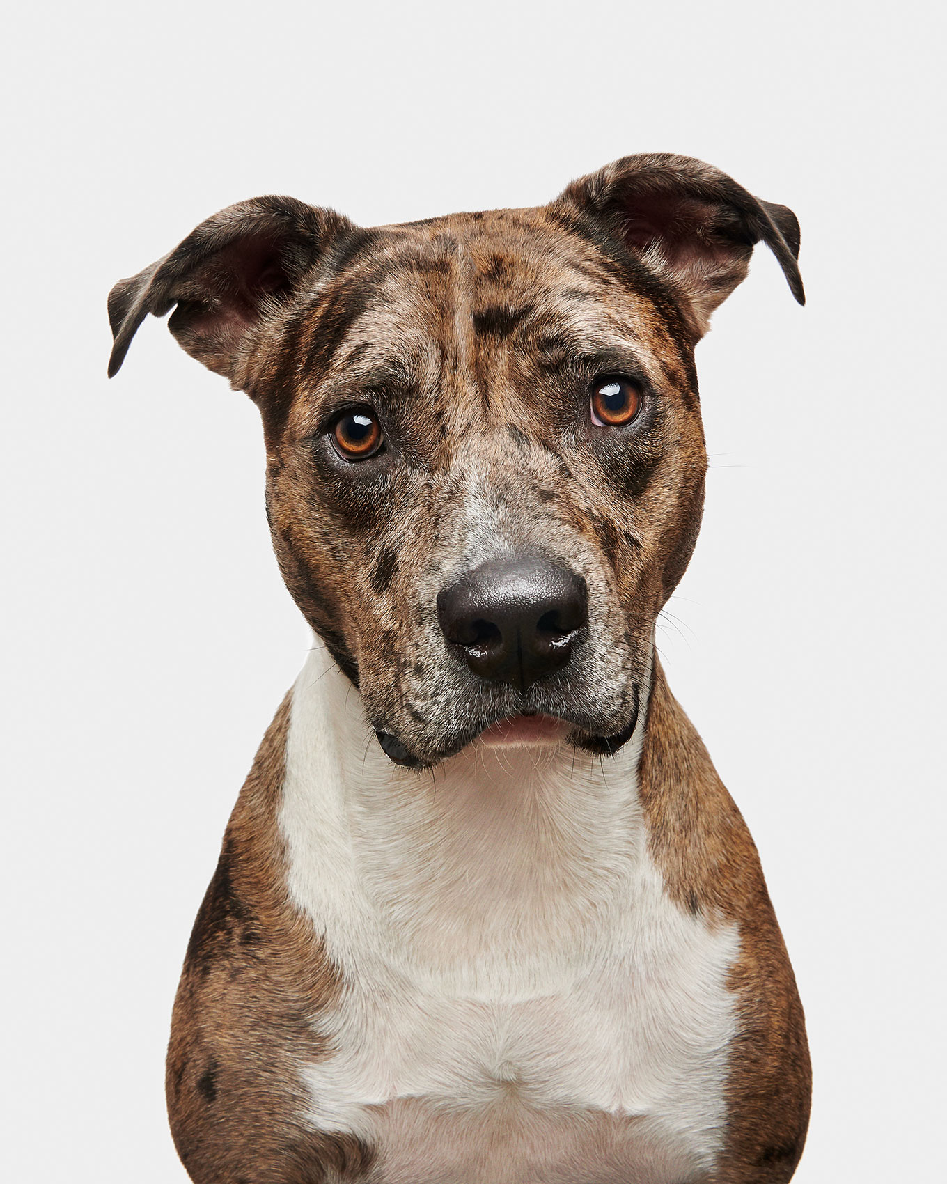 good-dog-0029