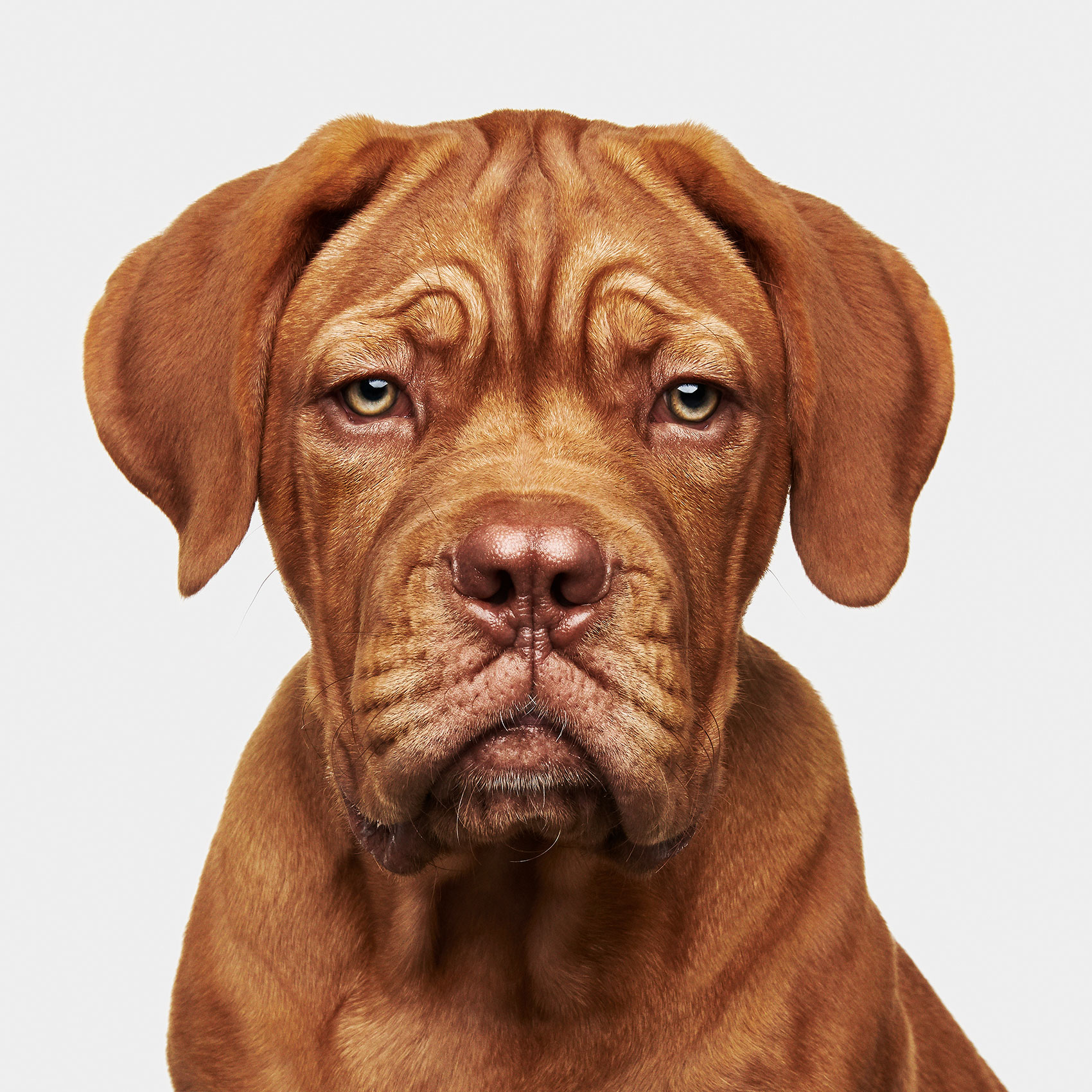 good-dog-0057