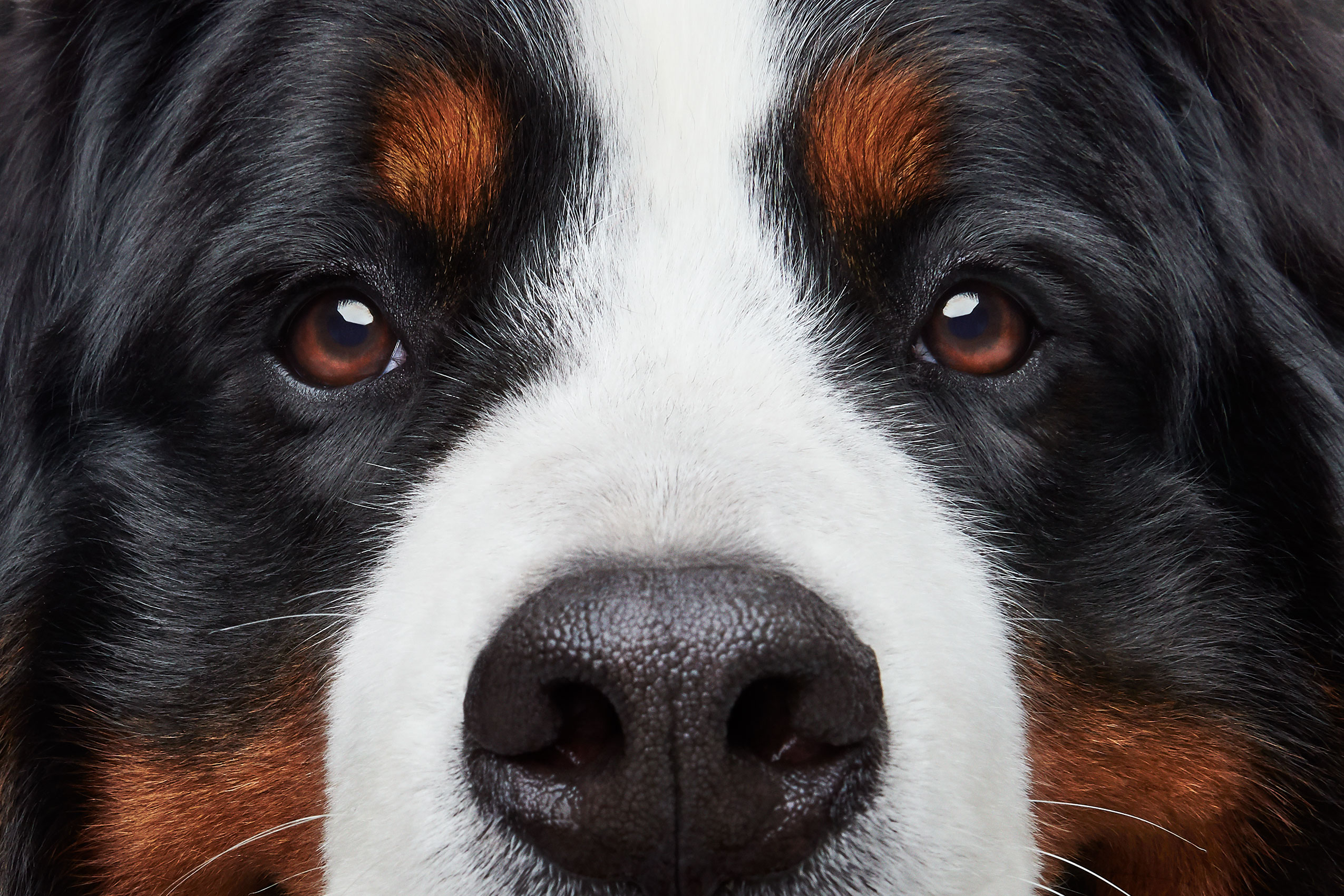 good-dog-0064