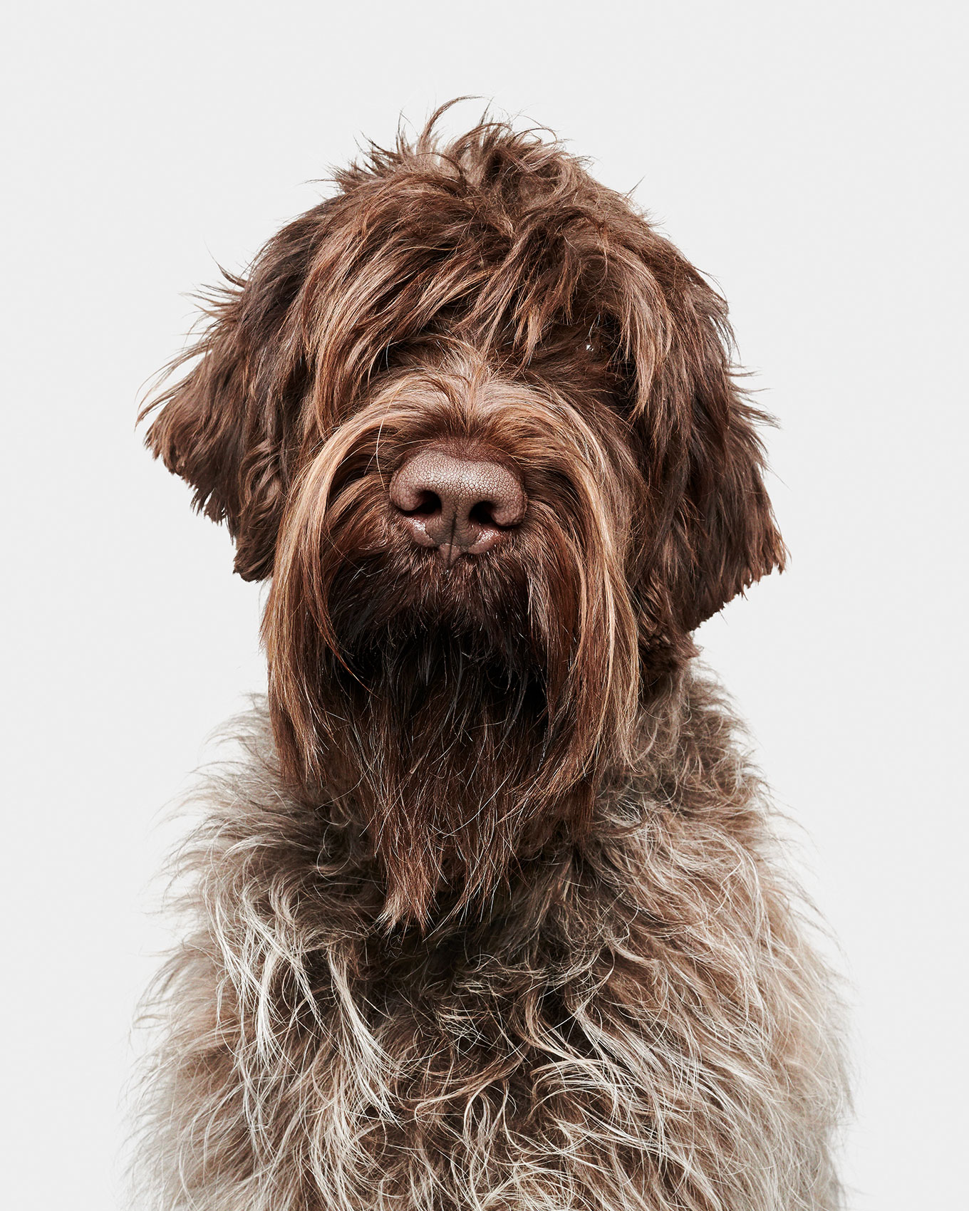 good-dog-0065