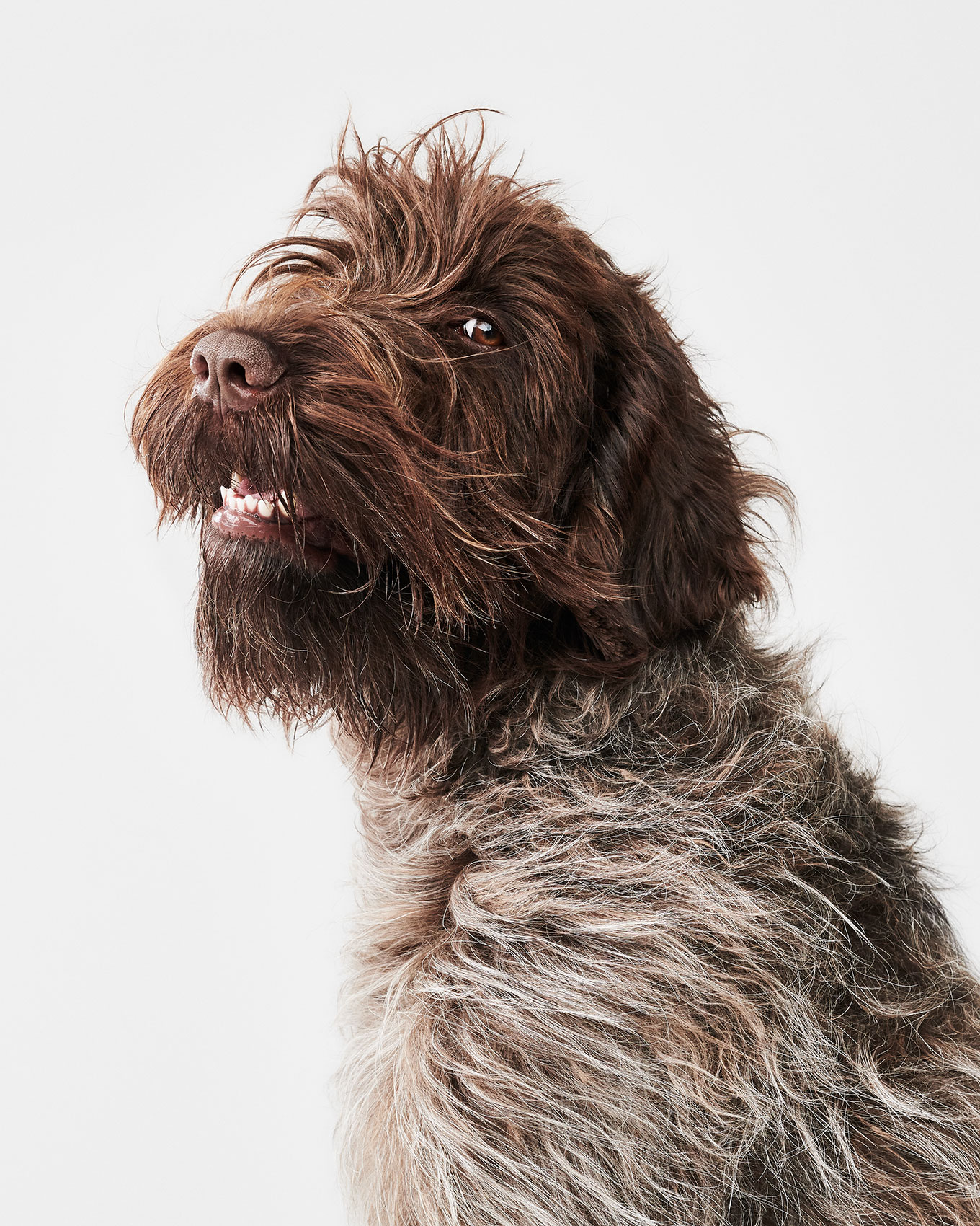 good-dog-0066