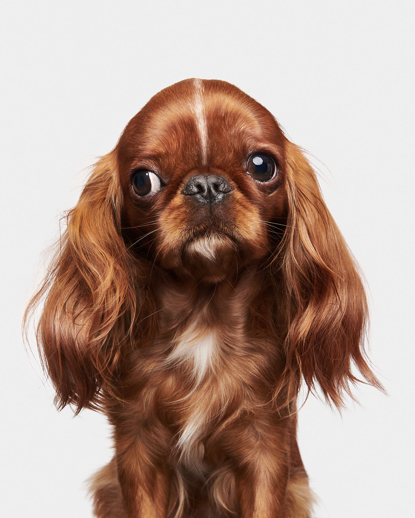 good-dog-0079