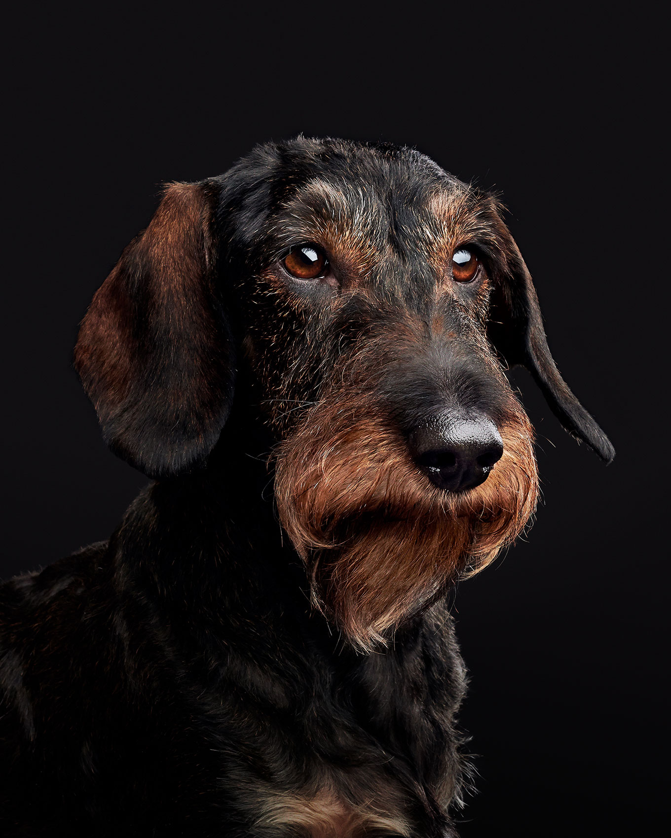 good-dog-0084