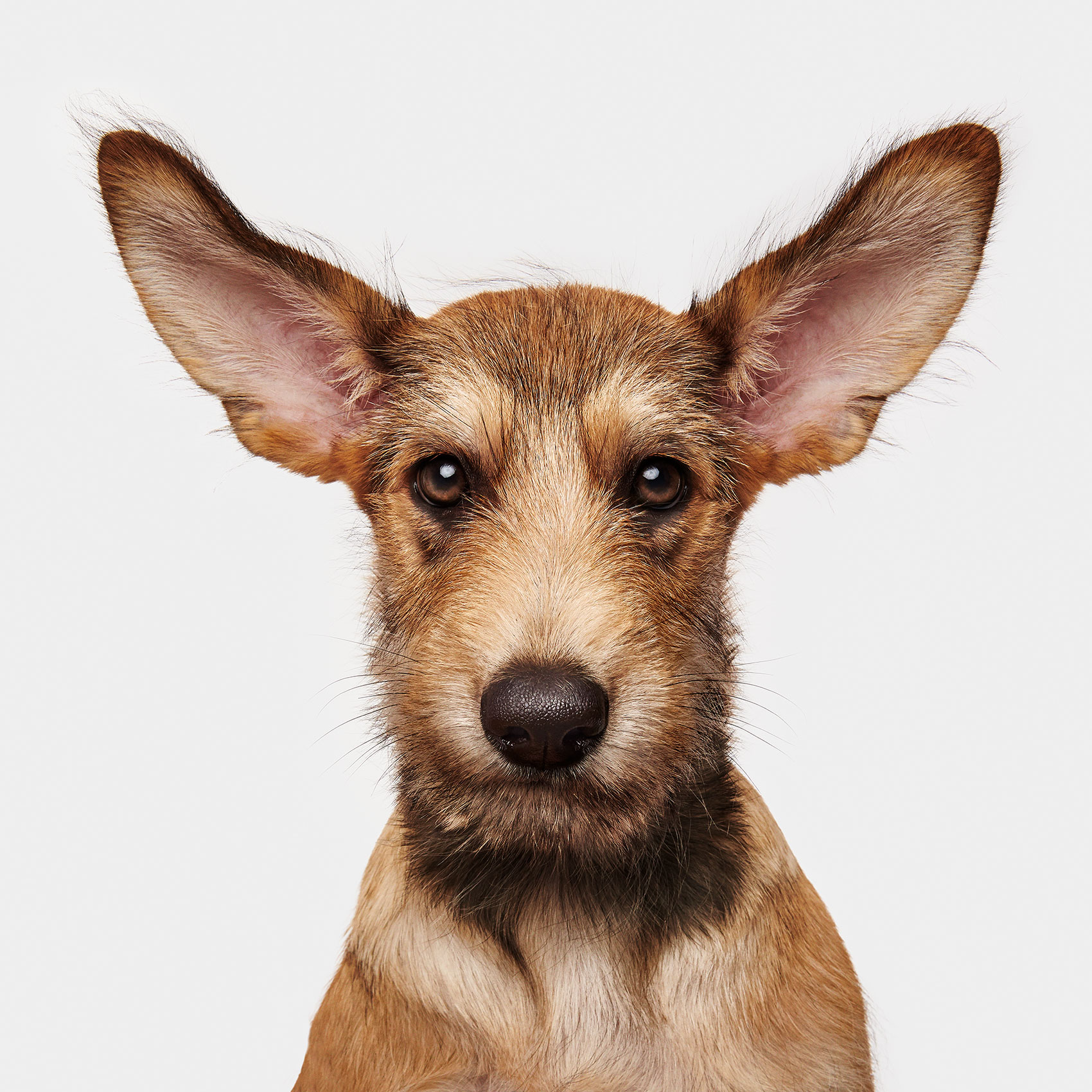 good-dog-0103