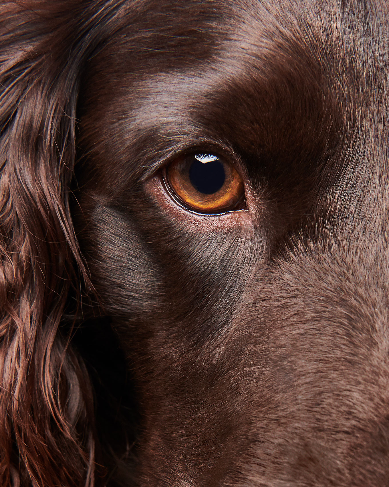good-dog-0115