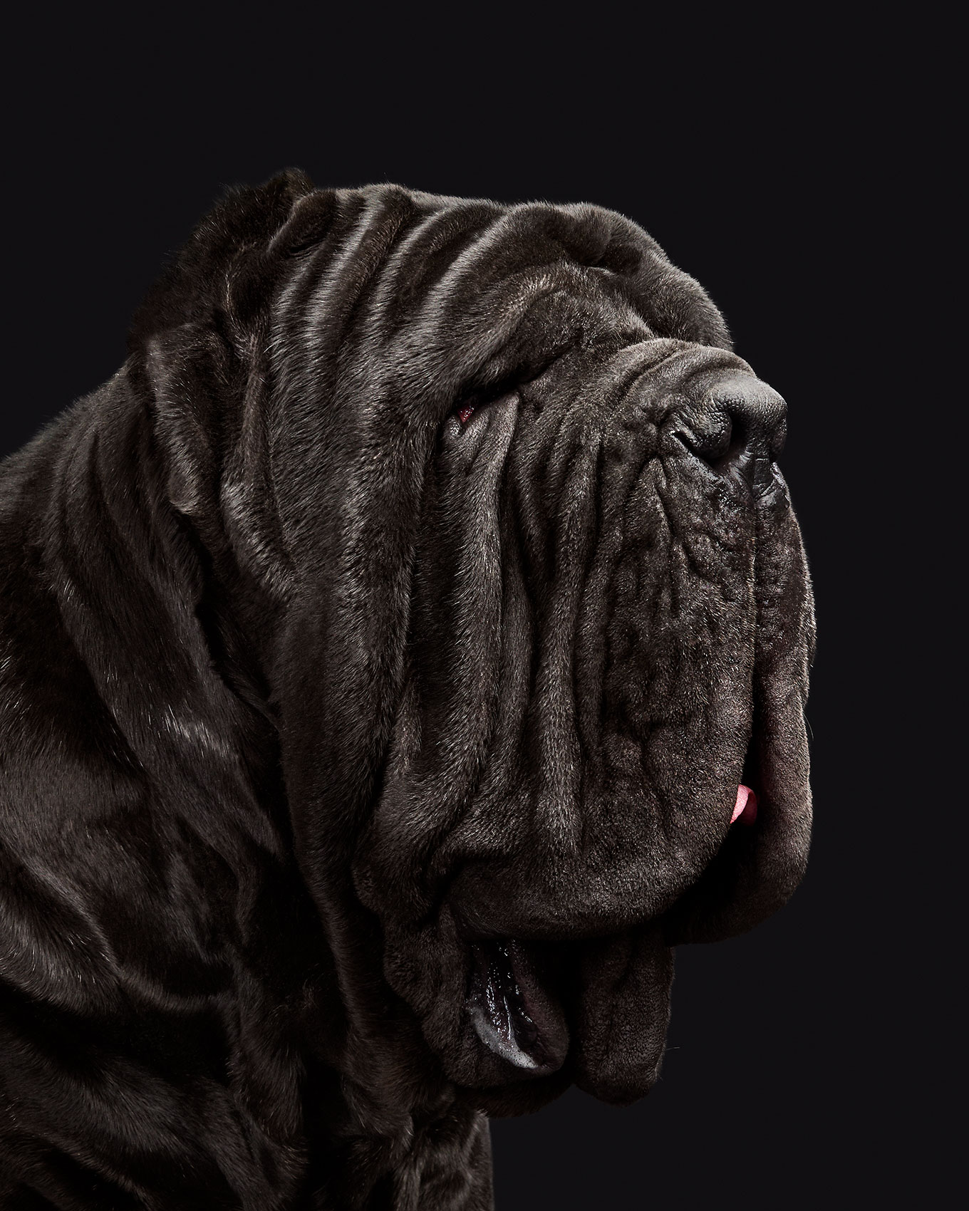 good-dog-0121