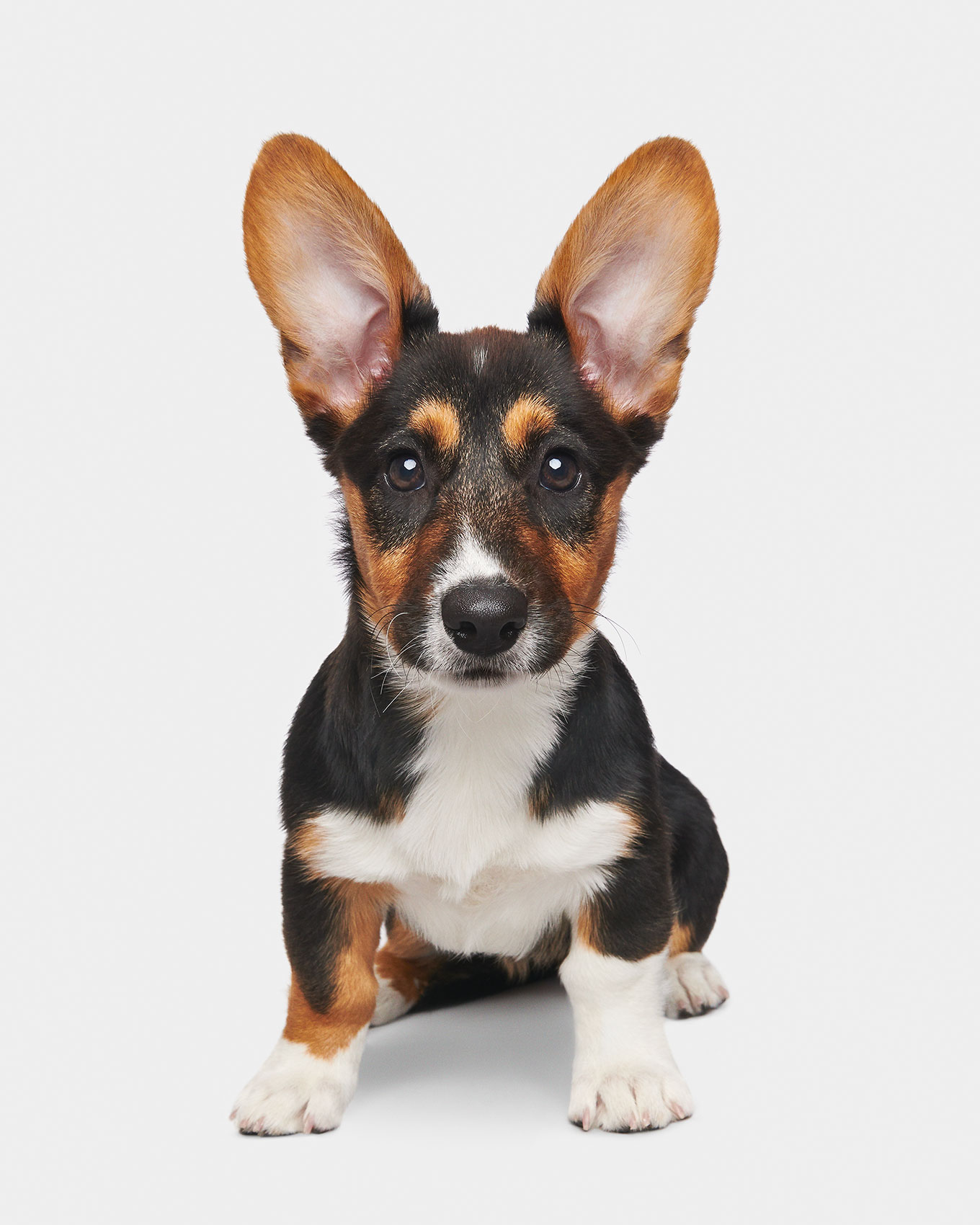 good-dog-0125